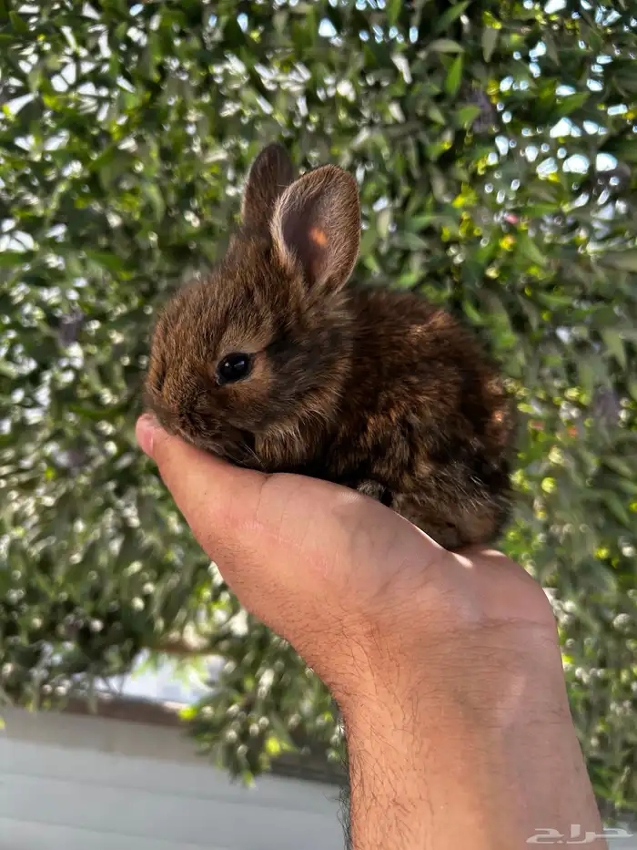 ارانب قزم كيوت و لطيفة و احجم صغيره 5