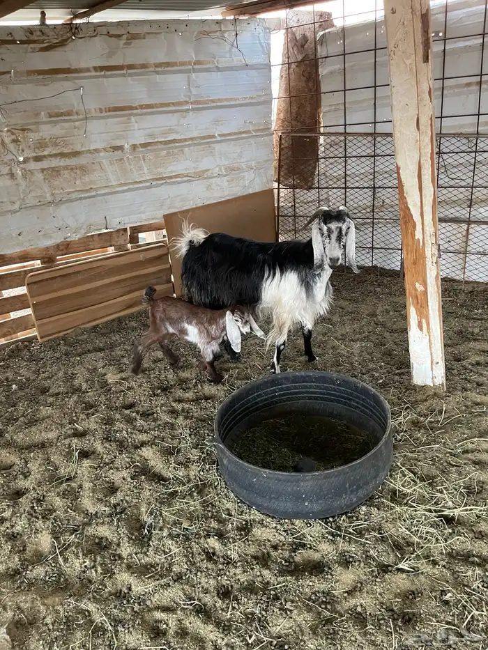 للبيع عنز معها جفره 3