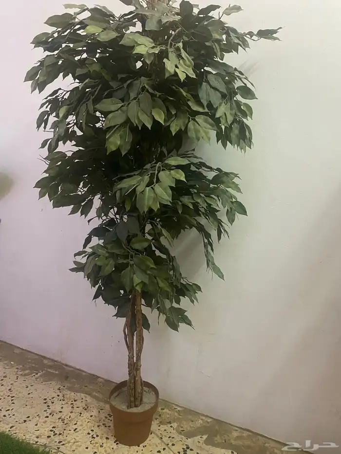 زينة شجرة منزل للبيع 0