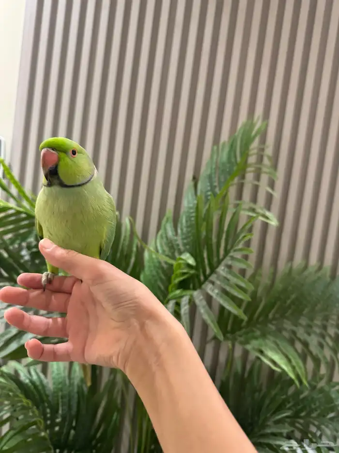 طير. دره. هنديه اليف. متكلم. 0