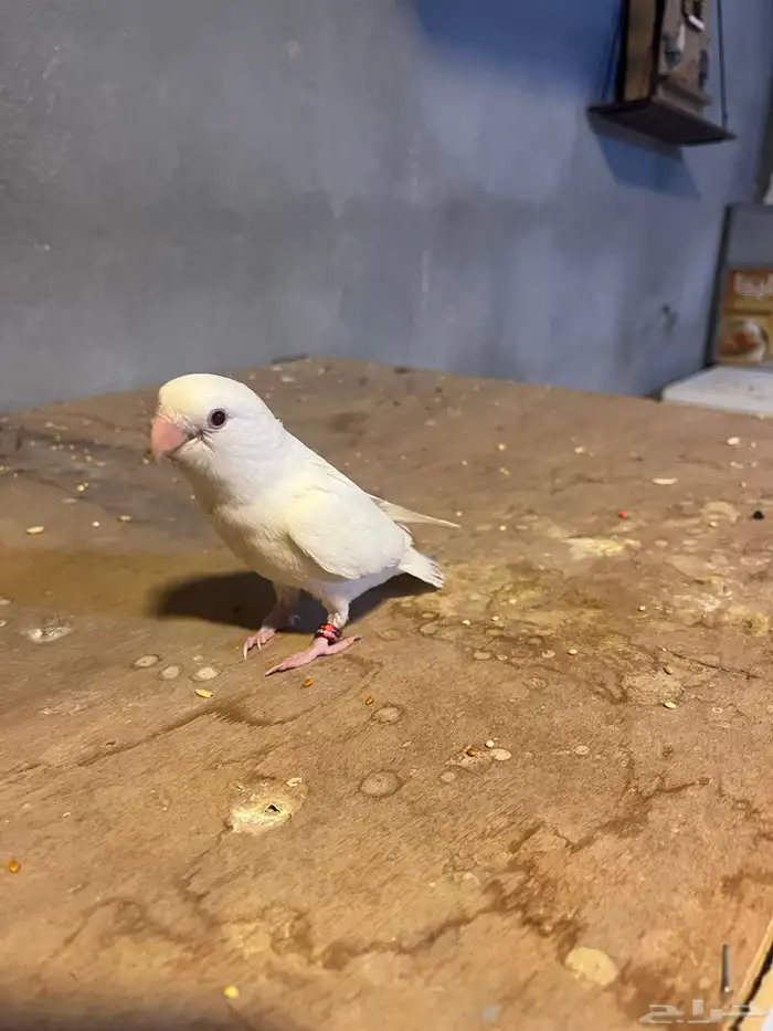 روز اليف وهدد داخلي 3