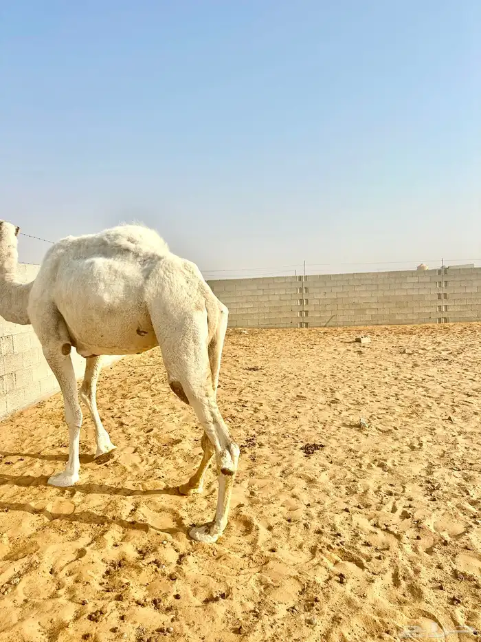 ناقة وضحى تامه 7