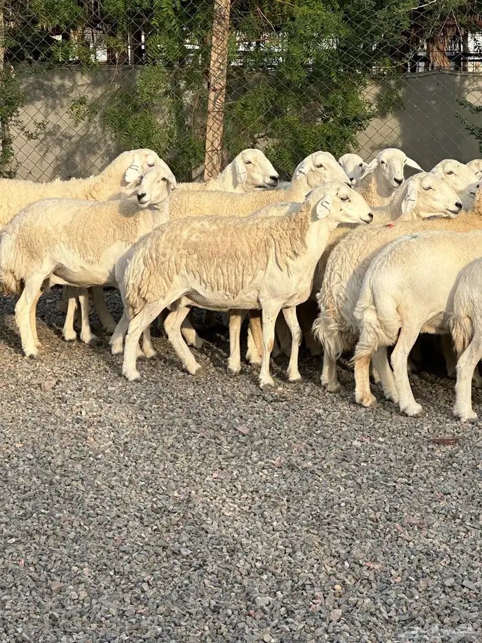 ضان حريات حرش صنف الصنف 3