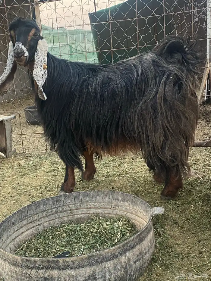 عنز عارضيه صنف 1