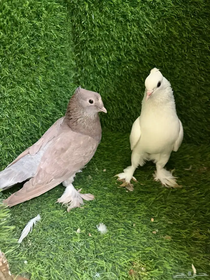 مجموعة ذكور زينه 29