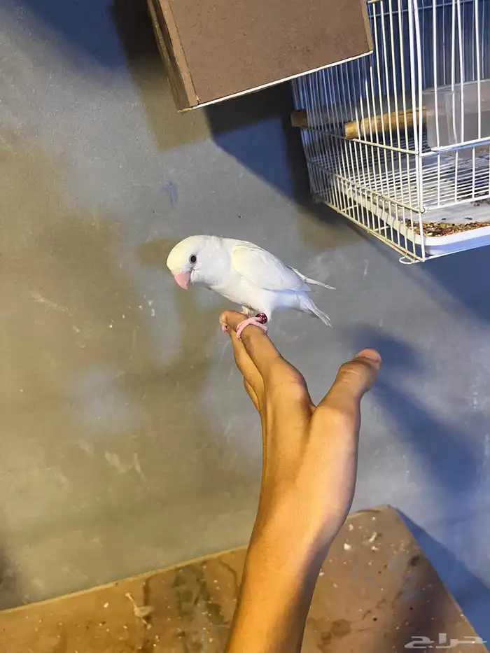 روز اليف وهدد داخلي 2