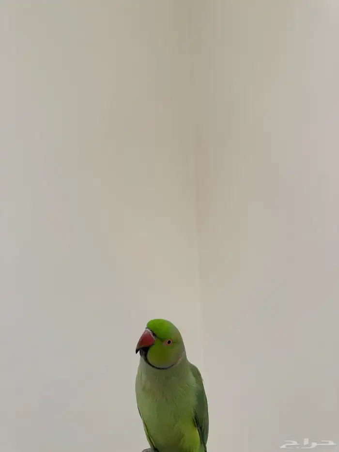 طير. دره. هنديه اليف. متكلم. 3