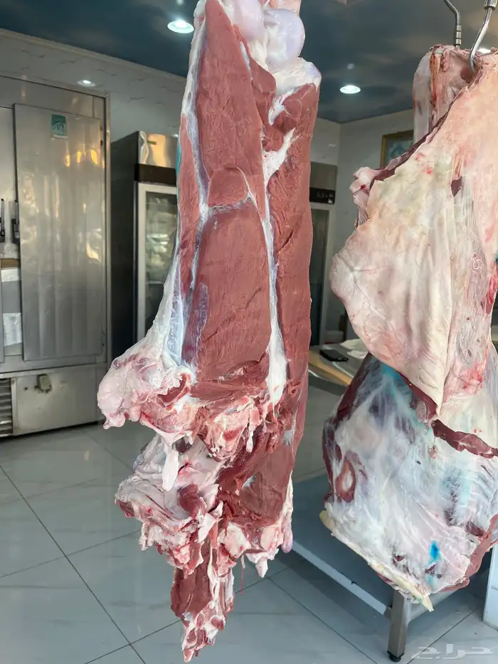 حاشي ( حوار ) بلدي الكيلو 55 1