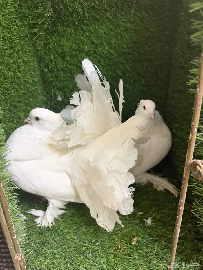 مجموعة ذكور زينه 1