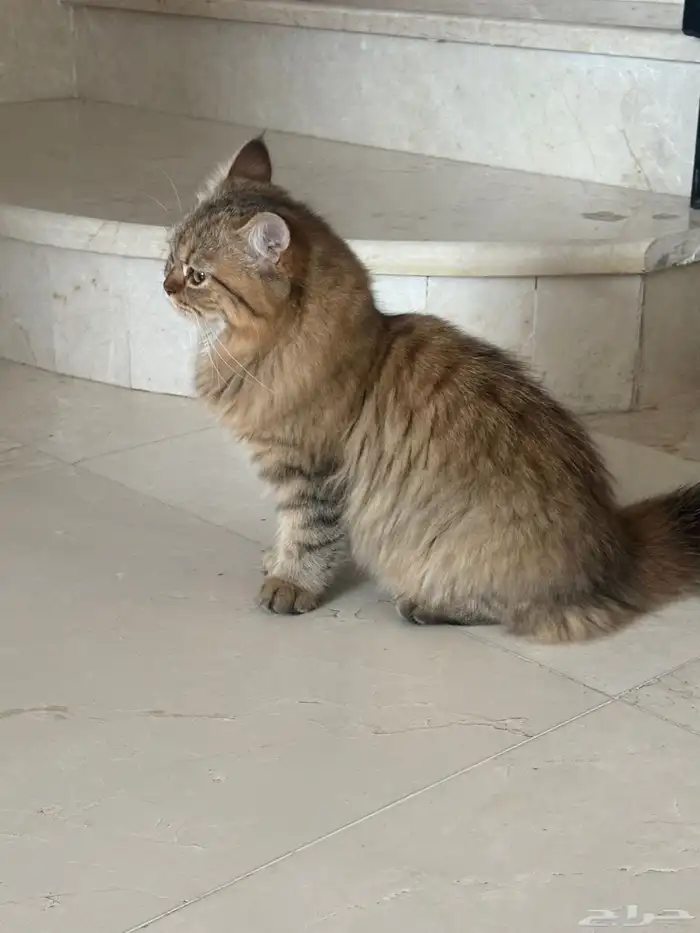 قطة صغيرة للتبني لظروف الابتعاث 4