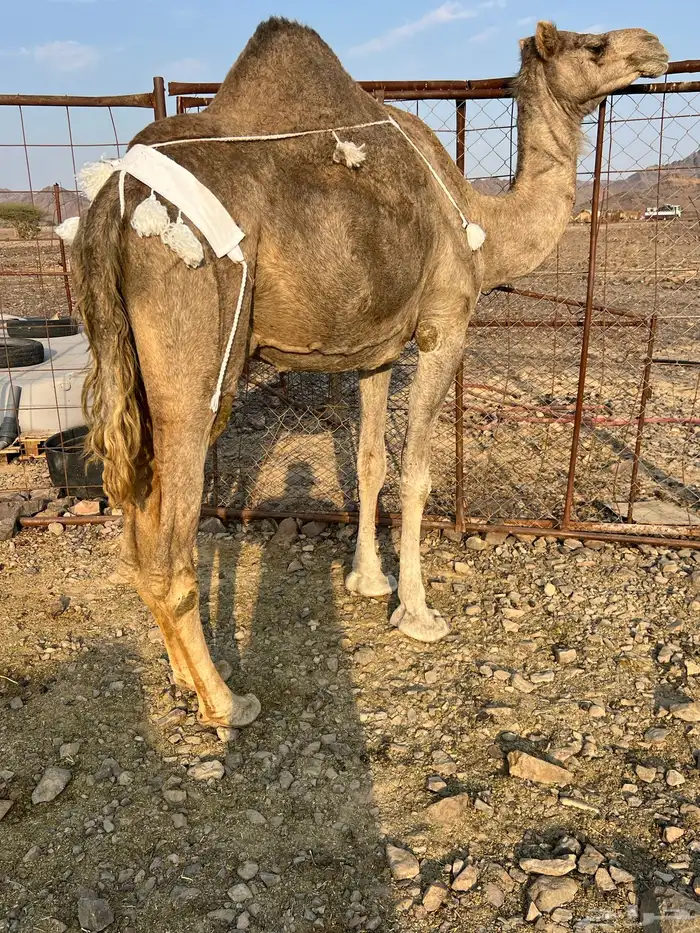 خلفه منيحه ب 8800 5