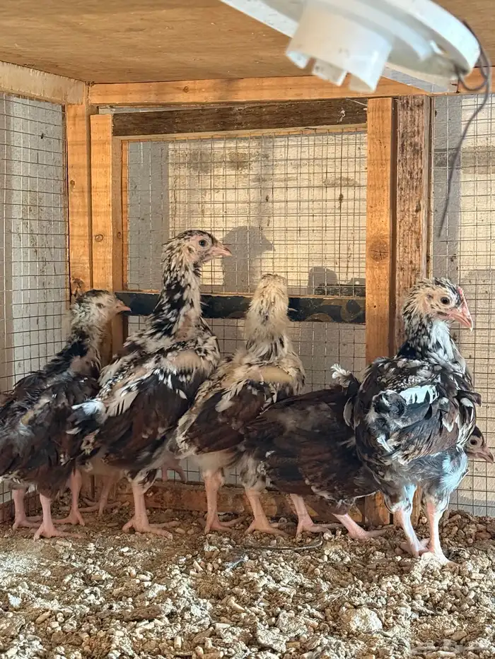 للبيع صوص دجاج انجليزي سوساكس 1