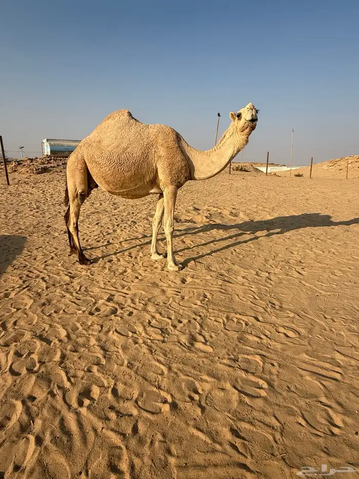 لقحه كفو شقحاء 1