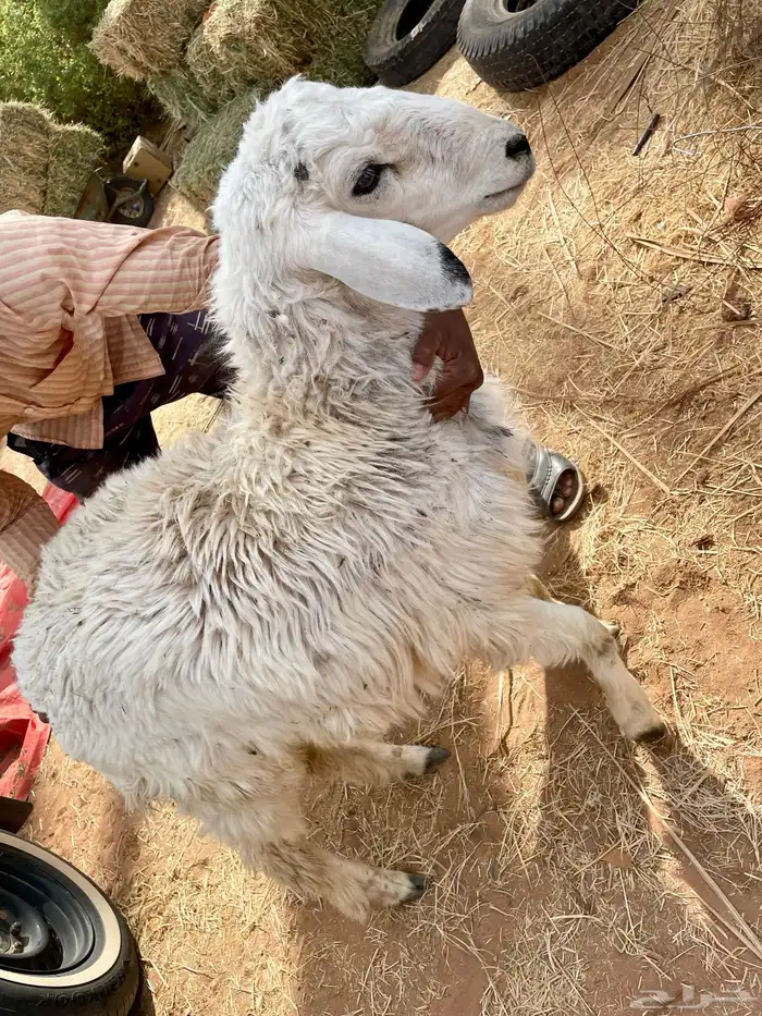 طلي جذع يأهل الزين والصنف 4