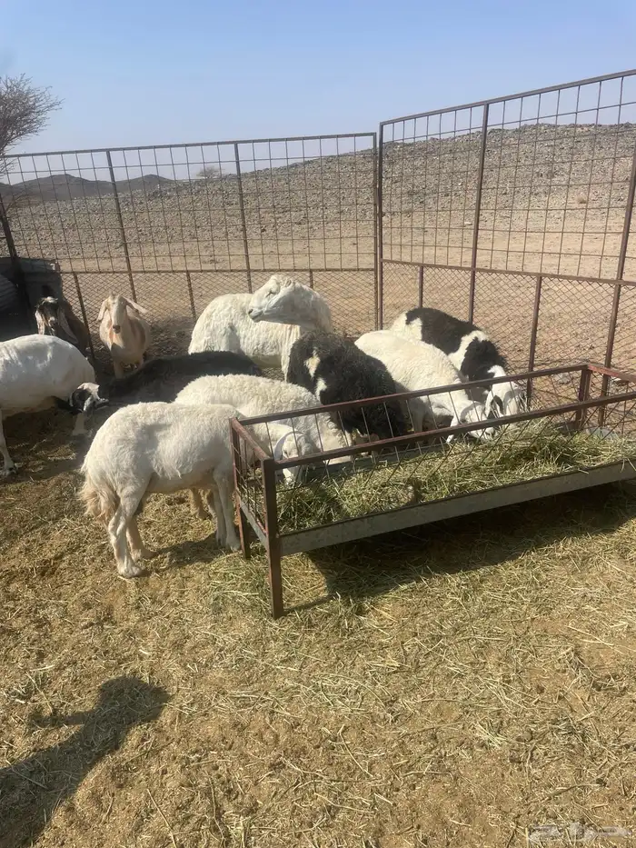 ضان مقنوي. 0