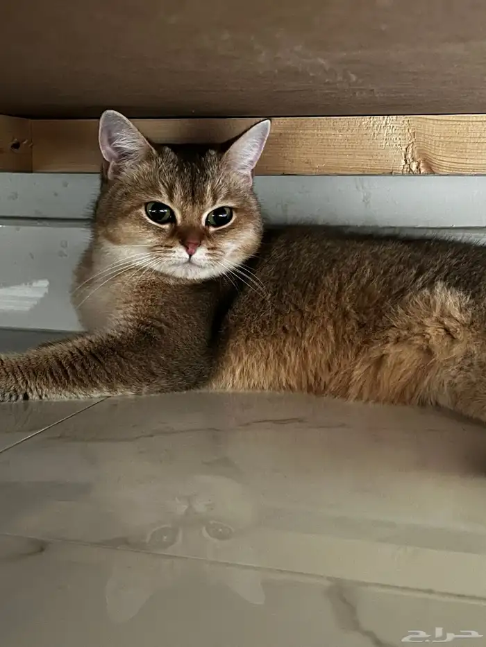 قطة برتش شورت قولدن -انثى 6