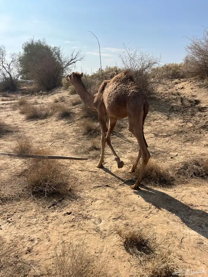 للبيع قعود ع حليب 1