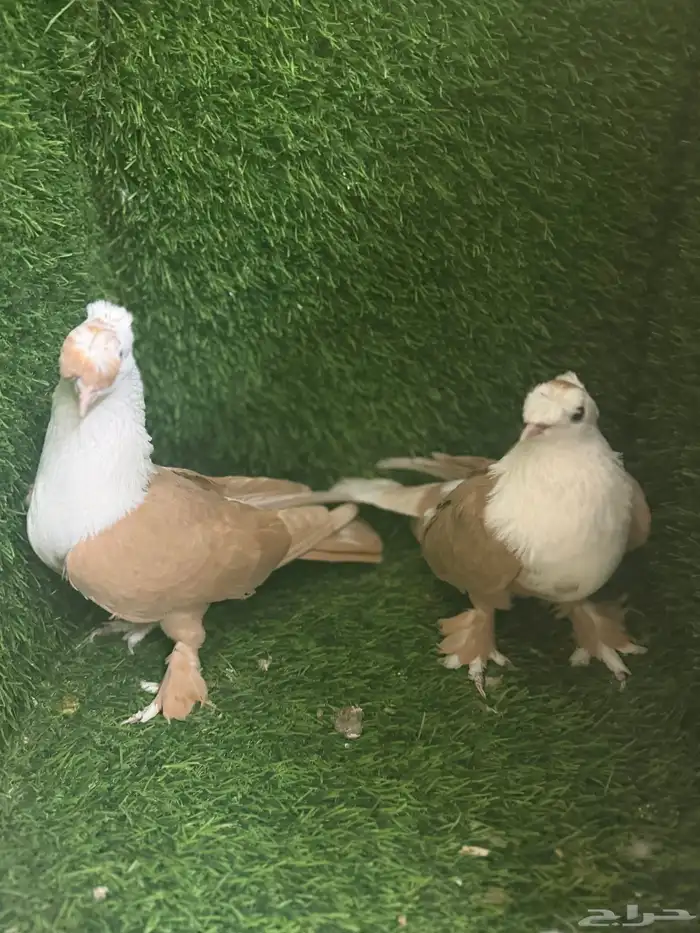 مجموعة ذكور زينه 18