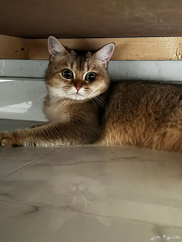 قطة برتش شورت قولدن -انثى 3