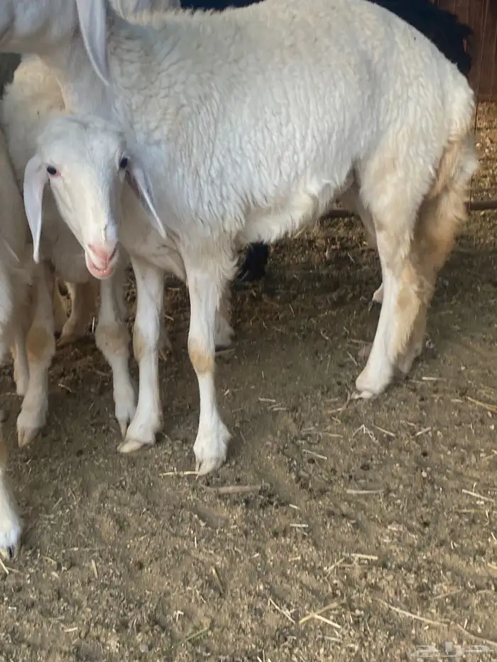 ضان صنف بنات بعض 1