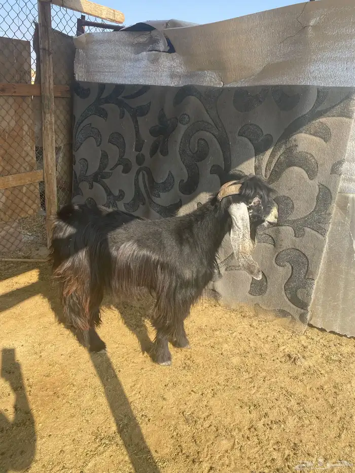 تيس ثني عارضي 2