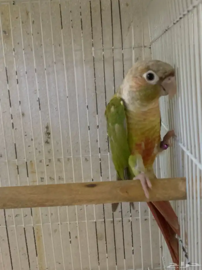 ذكور كنيور للبيع 1