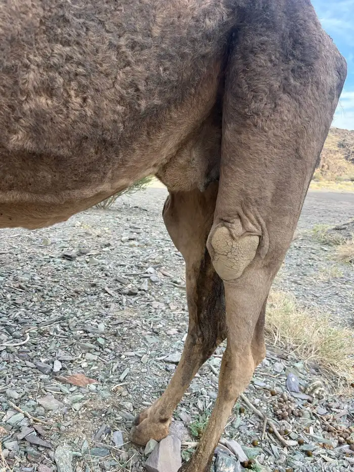 ناقه حمرا دهماء لقحه 14