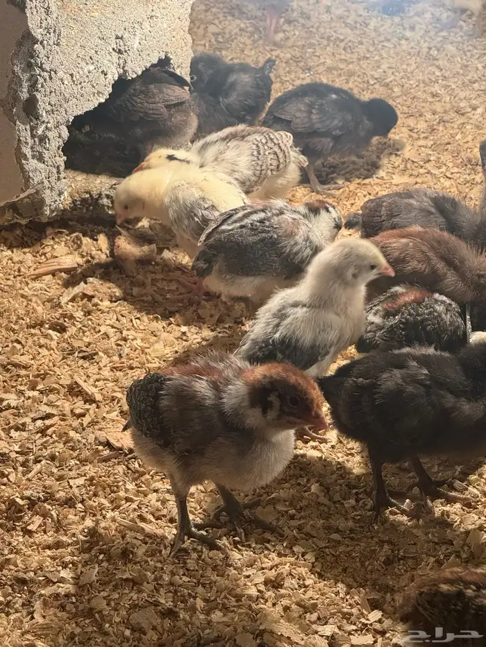 فروخ دجاج عمر 20 يوم 0