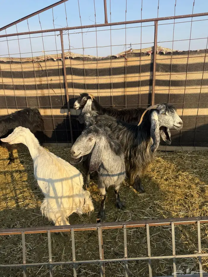 معزا ولد طيبه ونضيفه العدد 9. روس تحتها 18 3