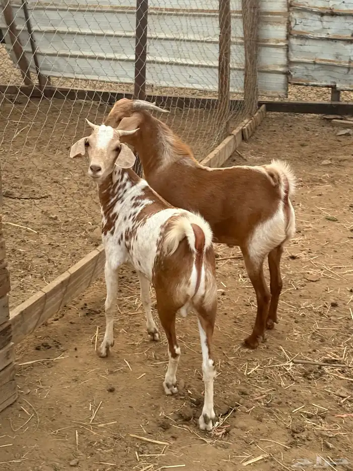 تيوس محايلي 0