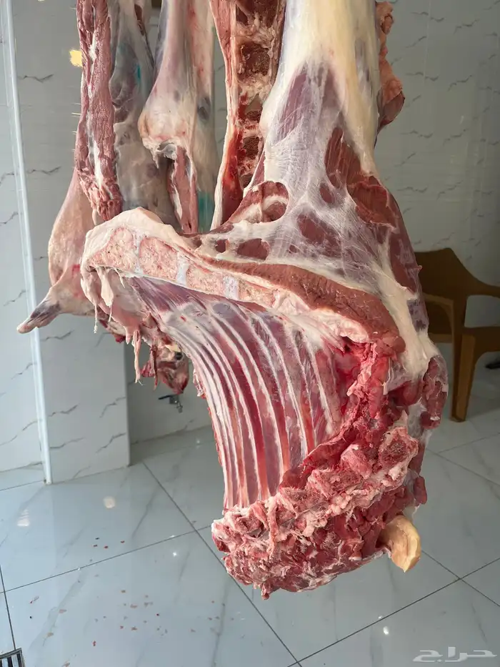 حاشي ( حوار ) بلدي الكيلو 55 2