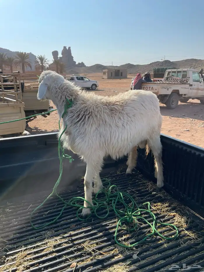 طلي جذع يأهل الزين والصنف 2