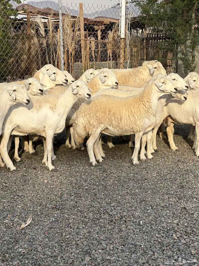 ضان حريات حرش صنف الصنف 65