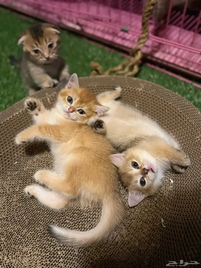 قط برتش للبيع انثى 1