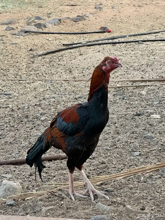 ديوك باكستاني سندي الوان جميلة 6