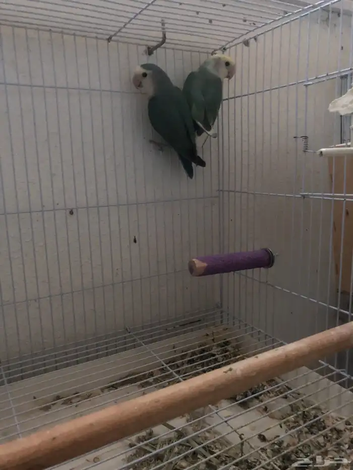 للبيع 5 اجواز روز شرط انتاج بيع جمله ما فيه تفريد 1