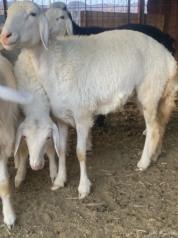 ضان صنف بنات بعض 0