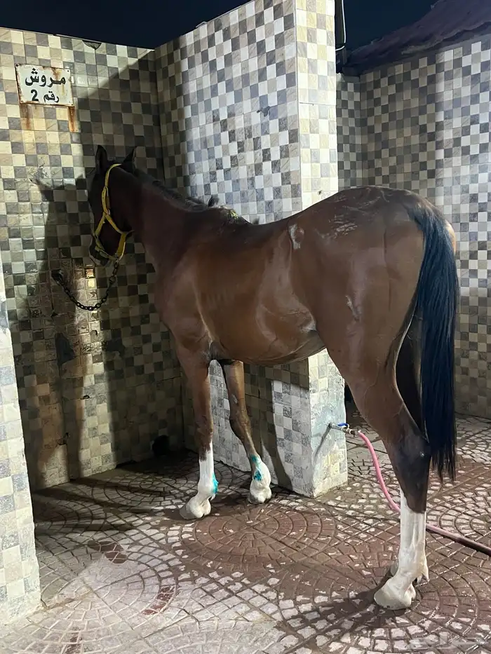 حصان للبيع 4