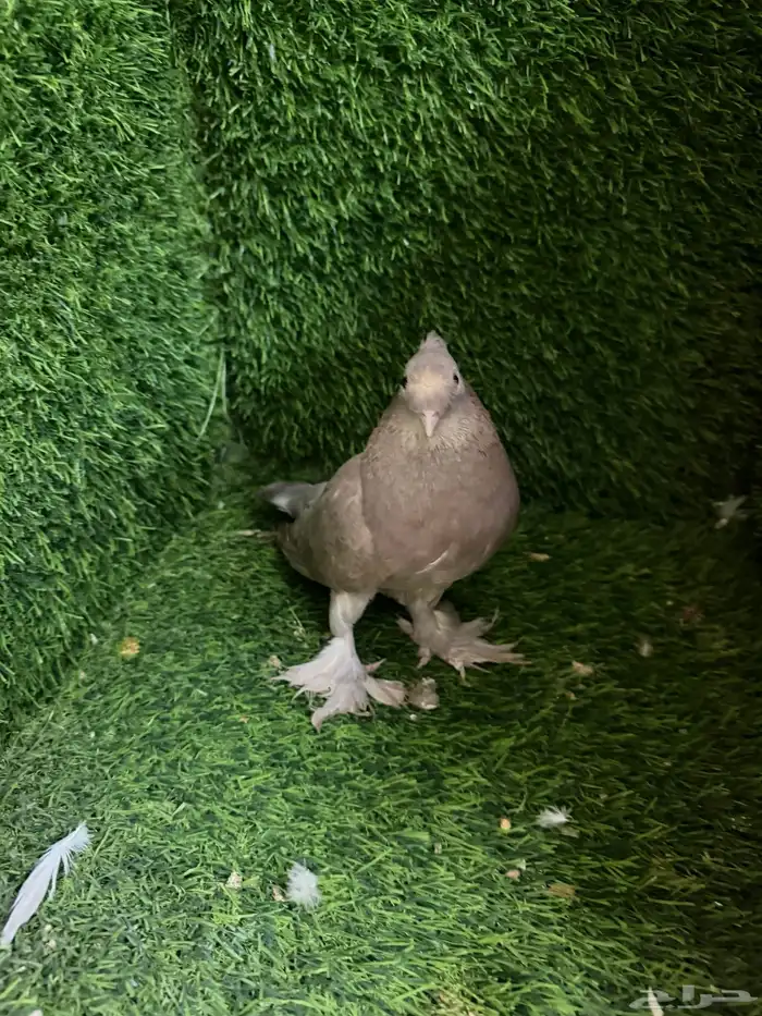 مجموعة ذكور زينه 28