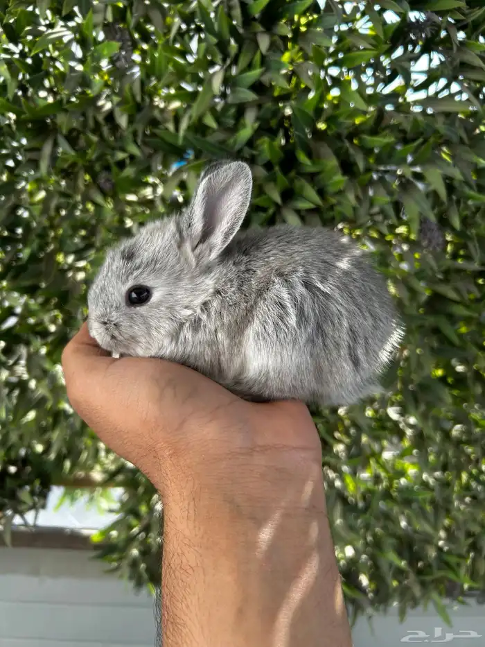 ارانب قزم كيوت و لطيفة و احجم صغيره 14