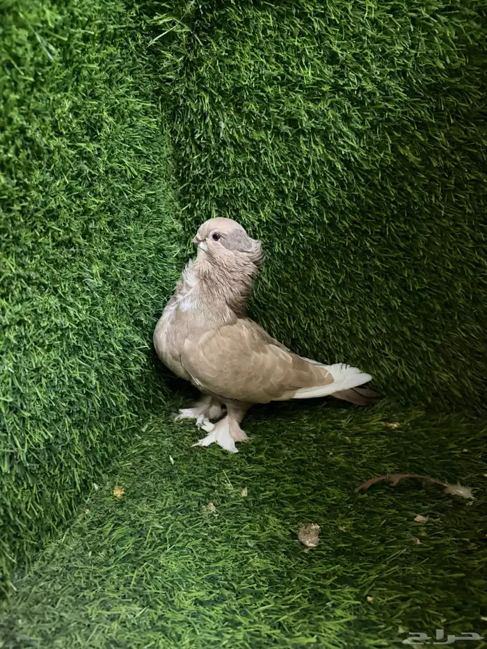 مجموعة ذكور زينه 37