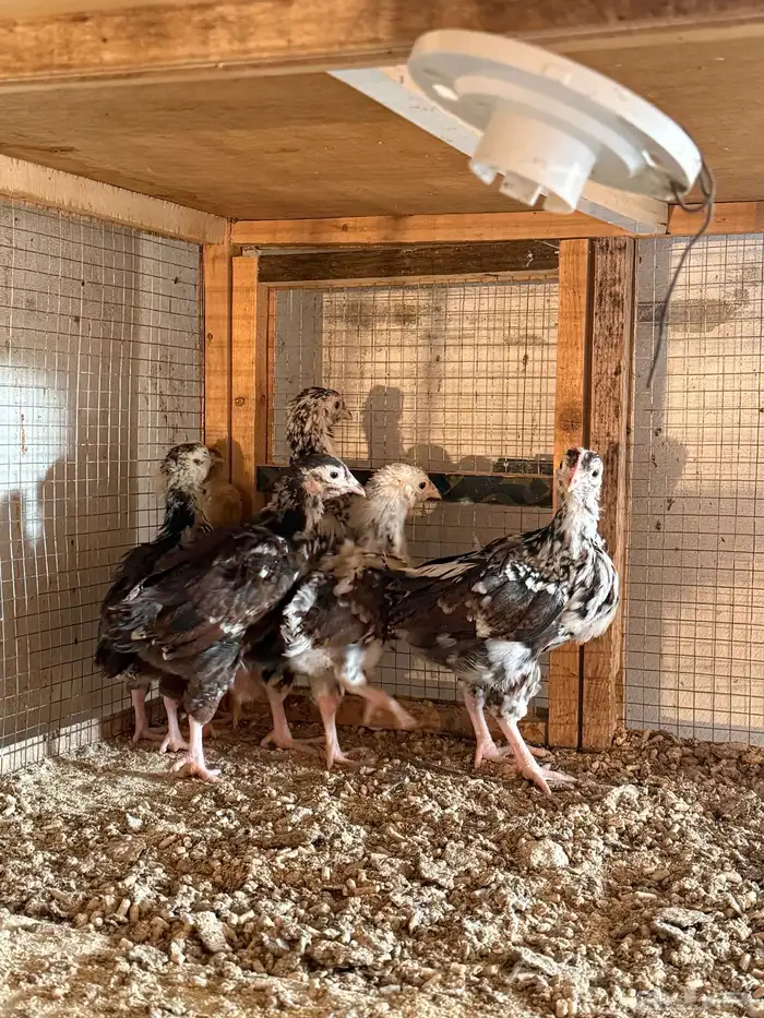 للبيع صوص دجاج انجليزي سوساكس 0