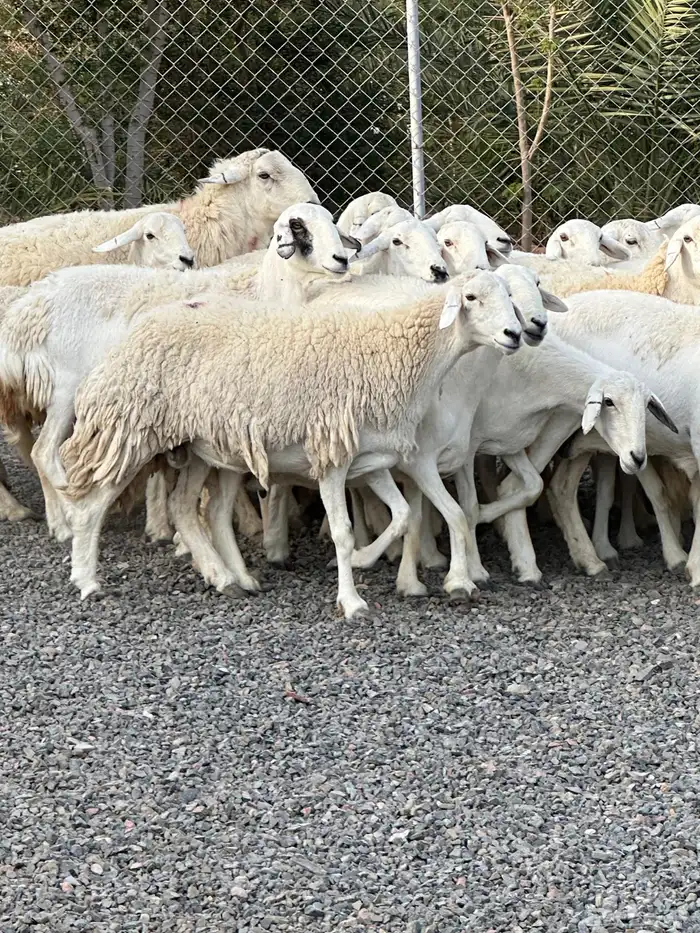 ضان حريات حرش صنف الصنف 60