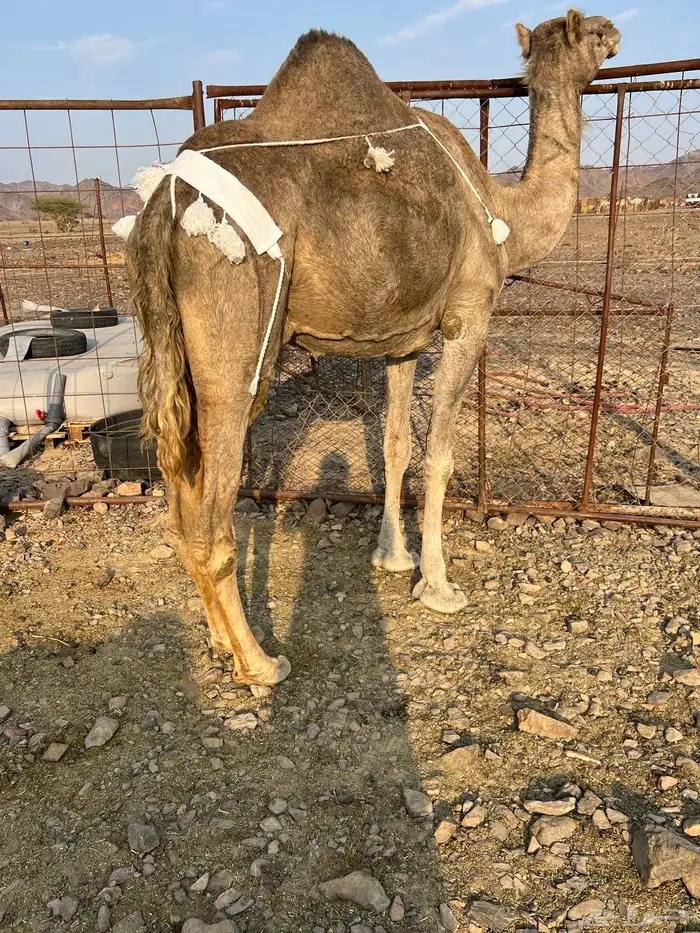 خلفه منيحه ب 8800 1