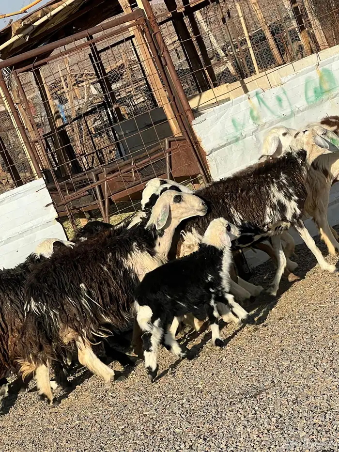 ضان نجد جروم ناهية 10معها 5 9