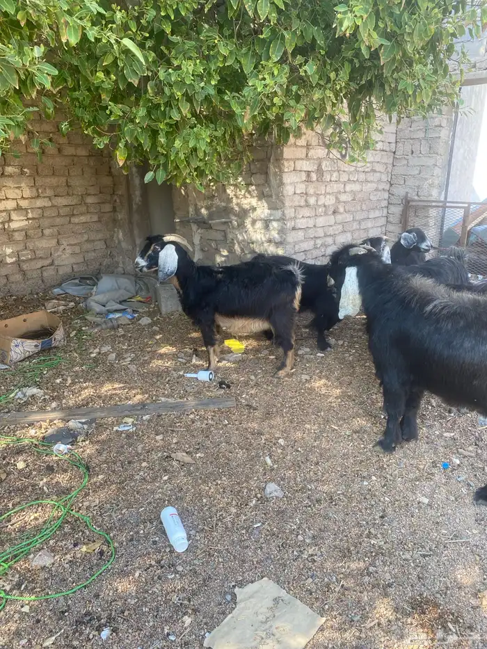 معزا ب فحلها 2