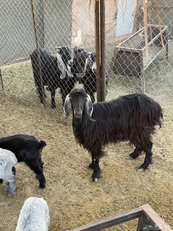 للبيع معزا عوارض العدد 6 وتحتها 10 3