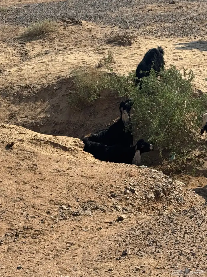 معزا مراح للبيع 13