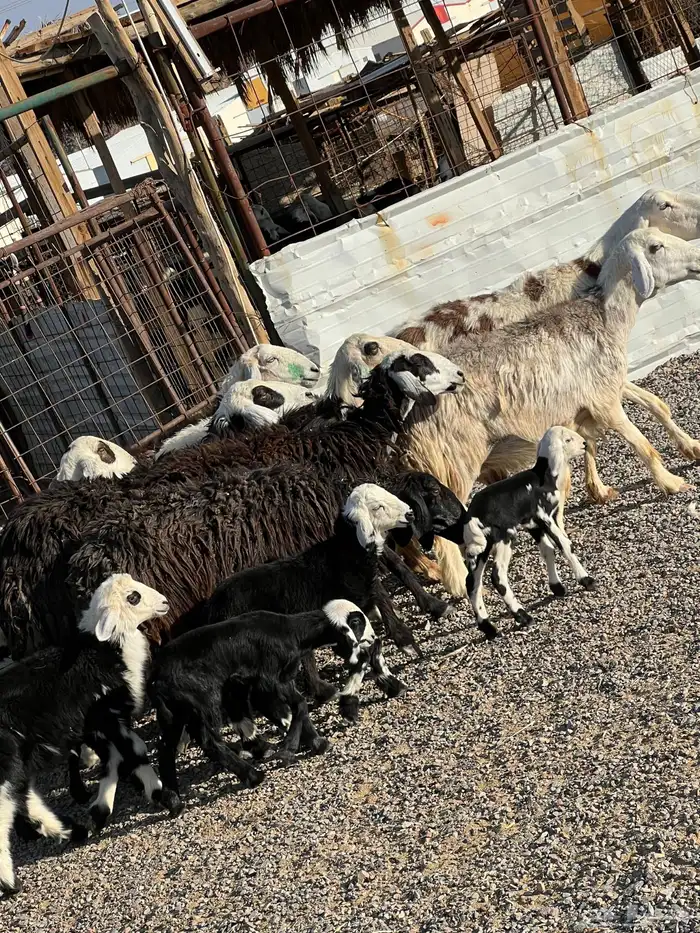 ضان نجد جروم ناهية 10معها 5 4