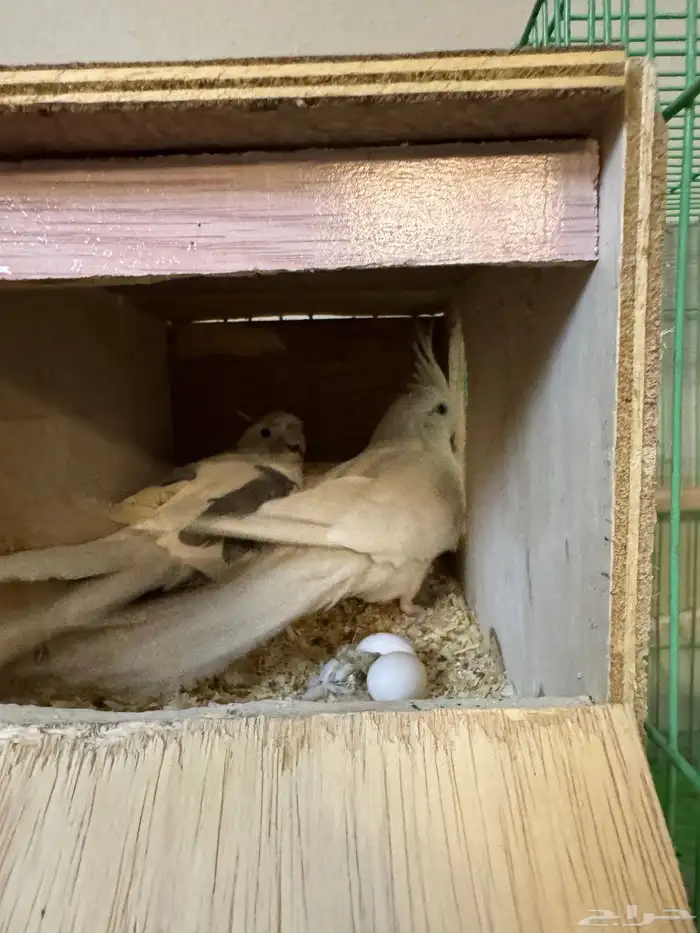 جوز كروان طفرات 1